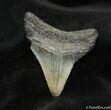 Inch Megalodon Tooth - Georgia #697-1